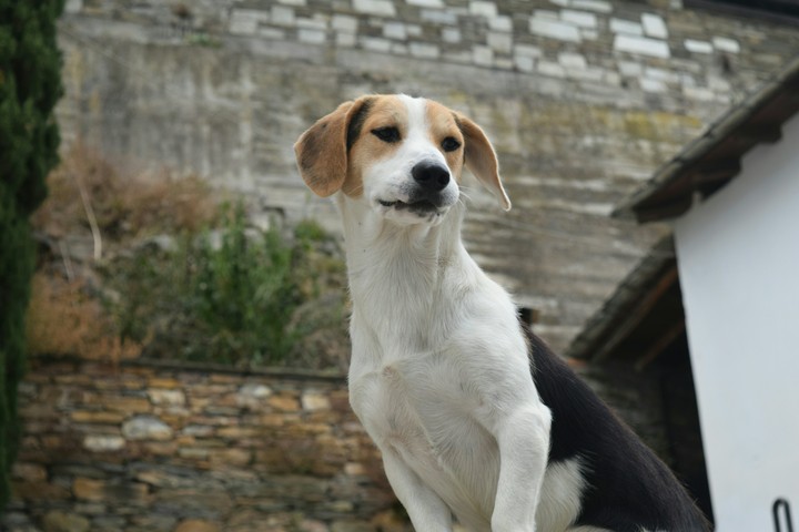 Proud dog