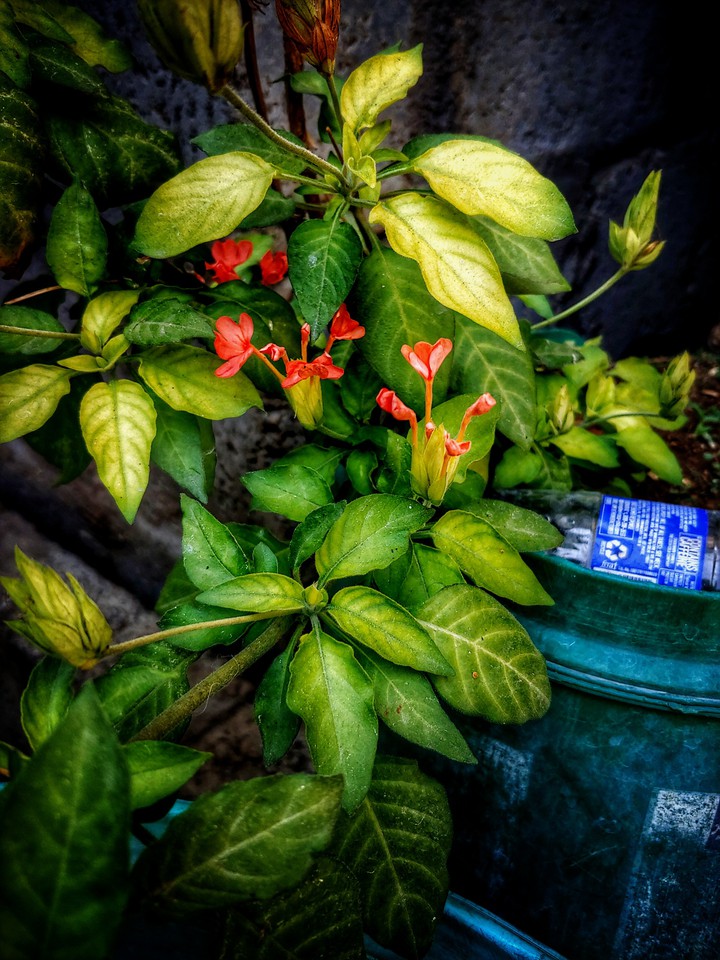 nature