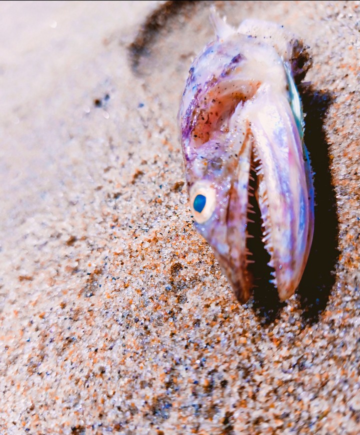 fish