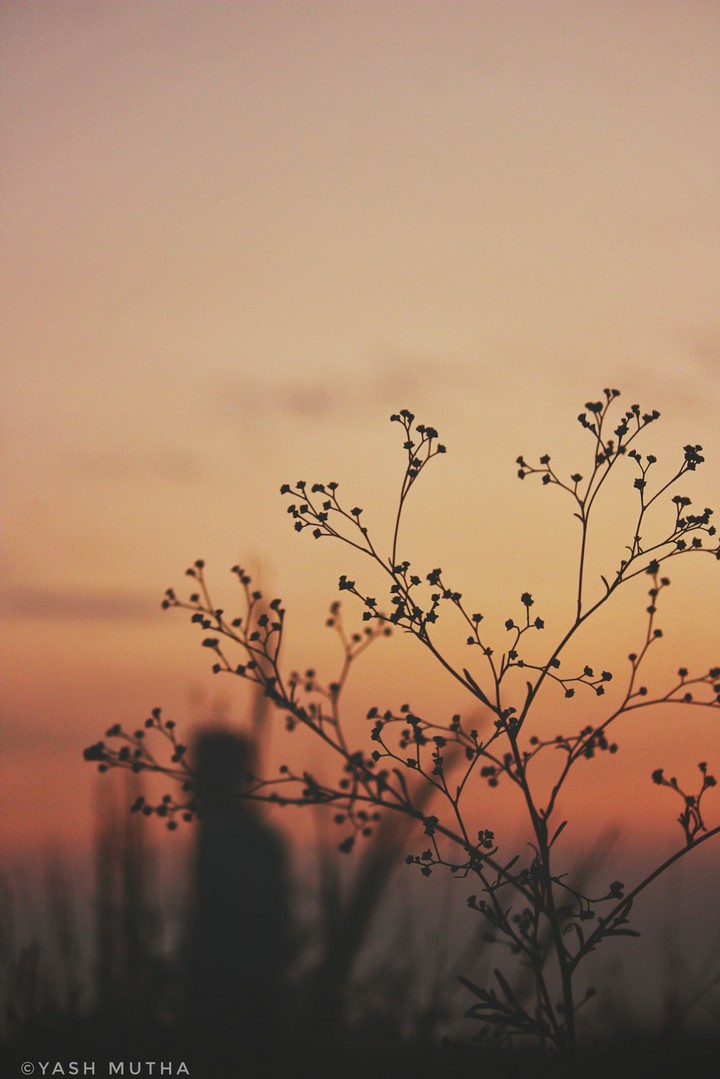 Silhouette