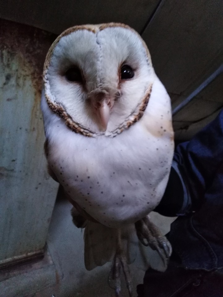 the owl