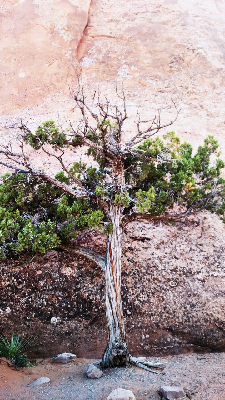 tree near the arches