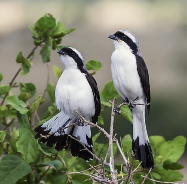 Birds