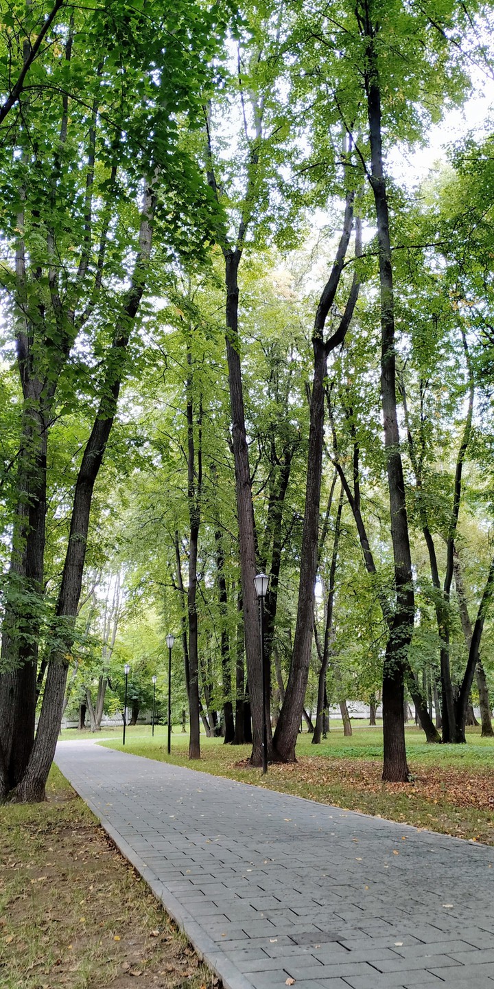 summer tree