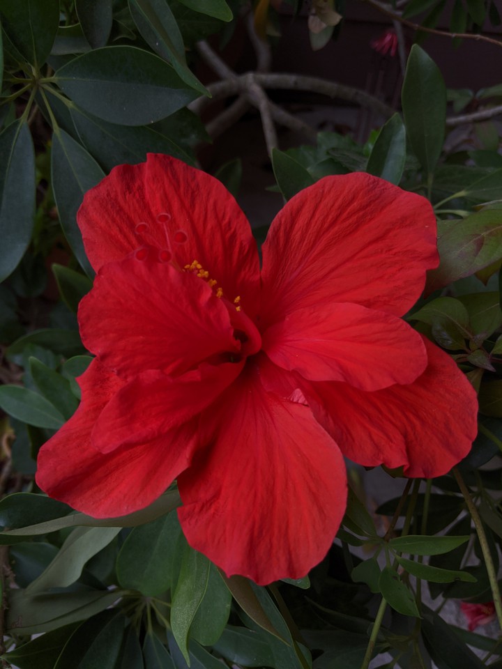 Hibiscus blooms