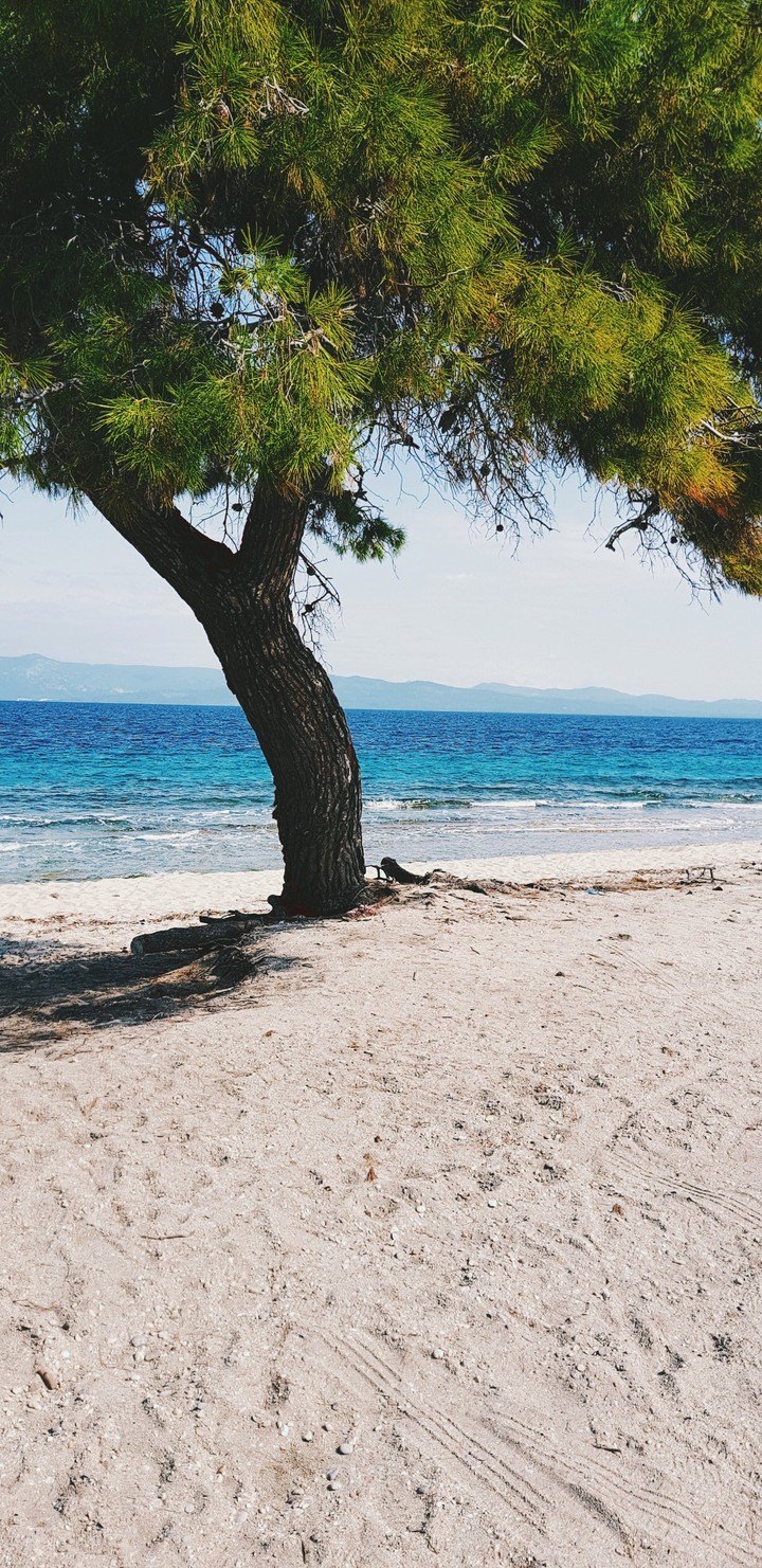 baum am wasser