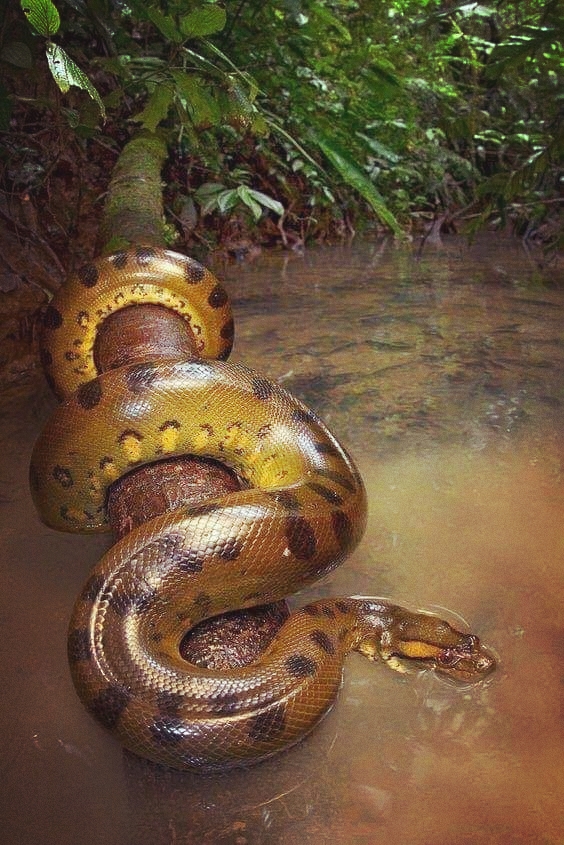 snake