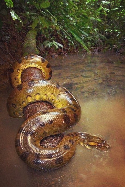 snake