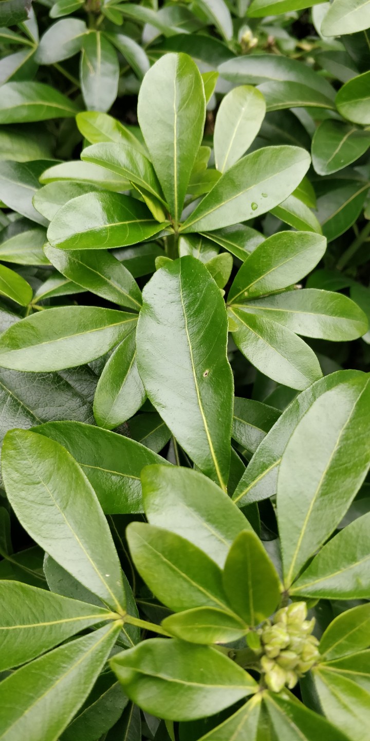 leaf