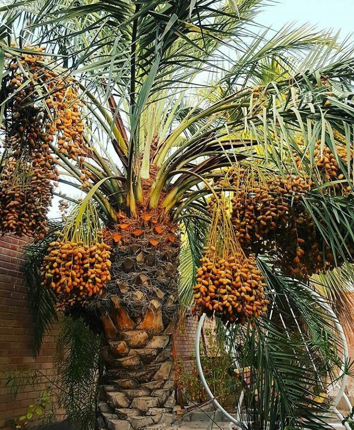 Palm tree