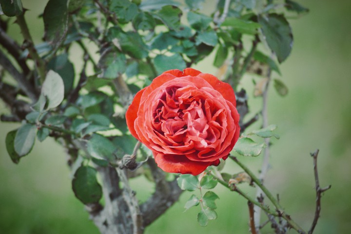 Rose-my click-