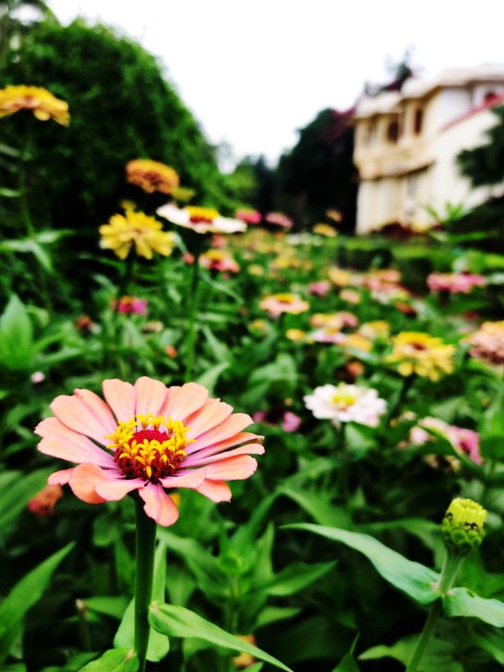 flowers and castle