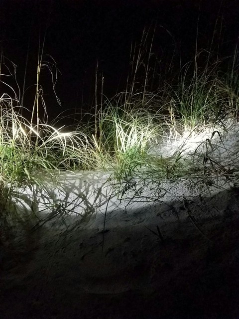 Midnight Seagrass
