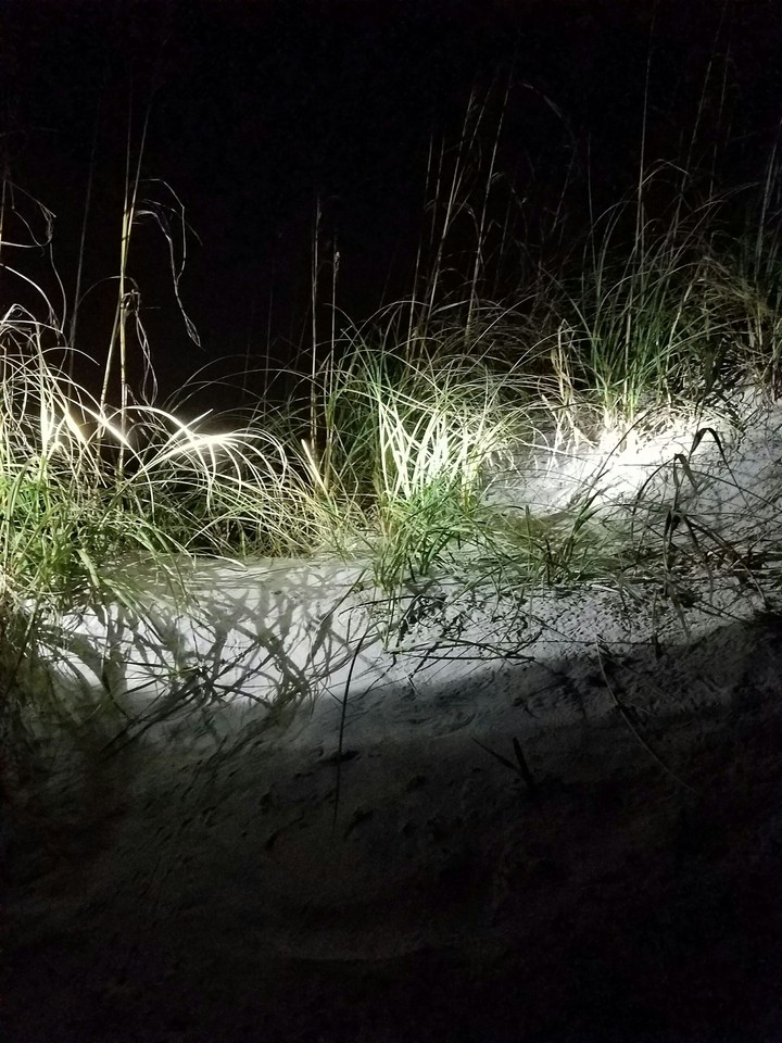 Midnight Seagrass