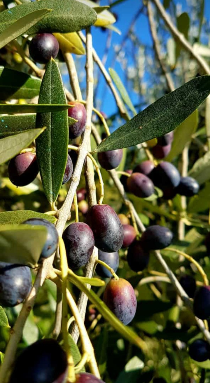 . olive pronte per la raccolta