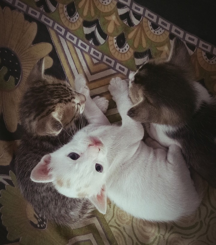 cats