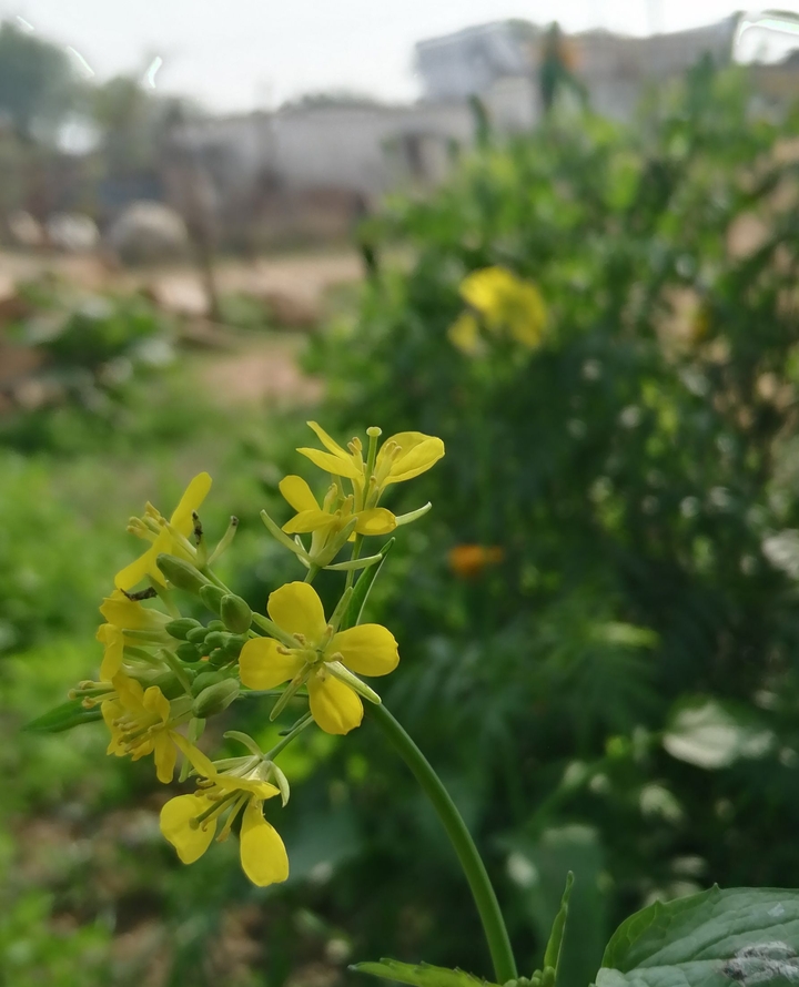 mustard