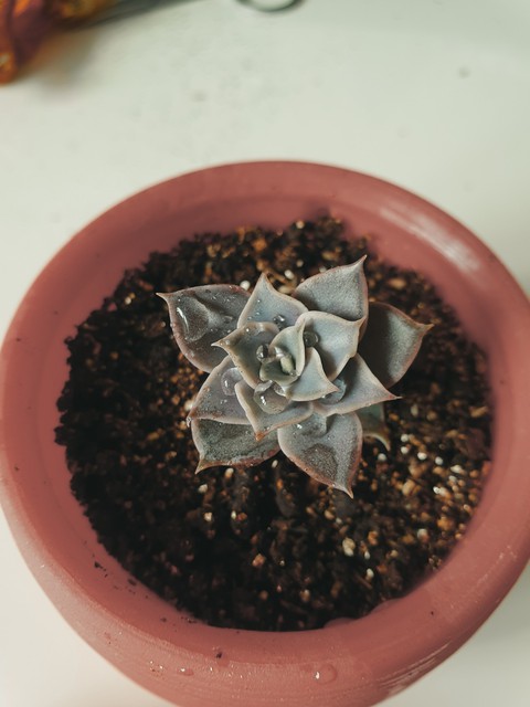 succulent