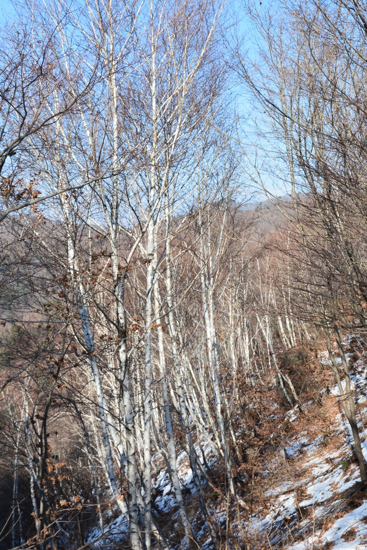천마산이미지