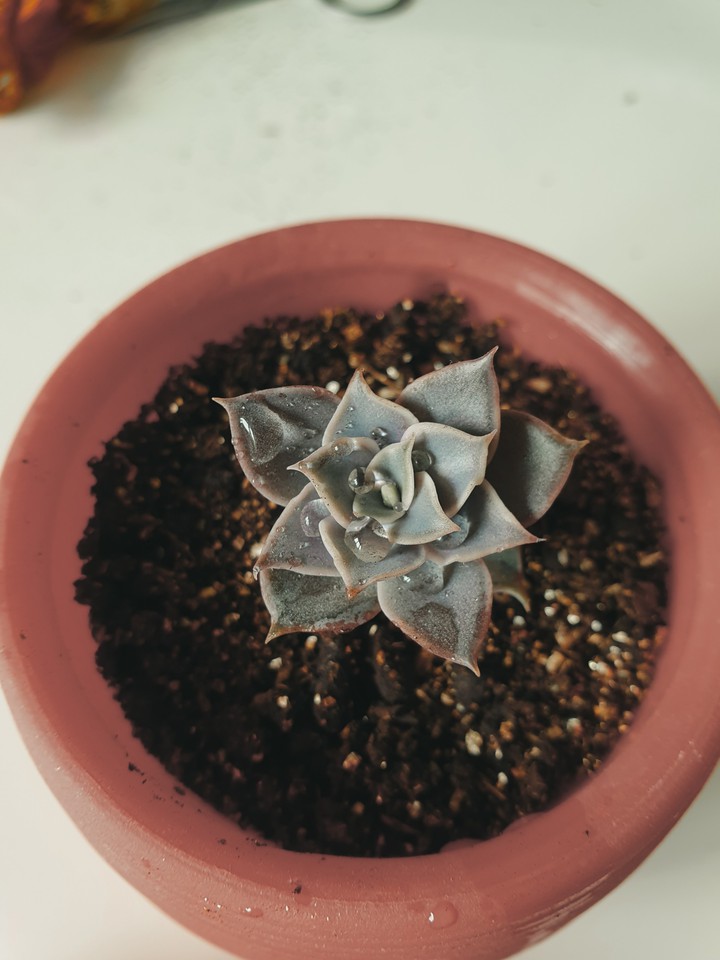 succulent