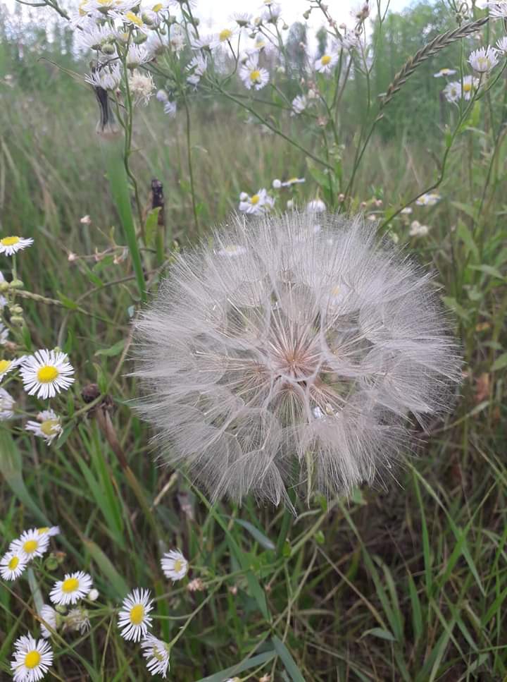 Щось схоже на кульбабку :)