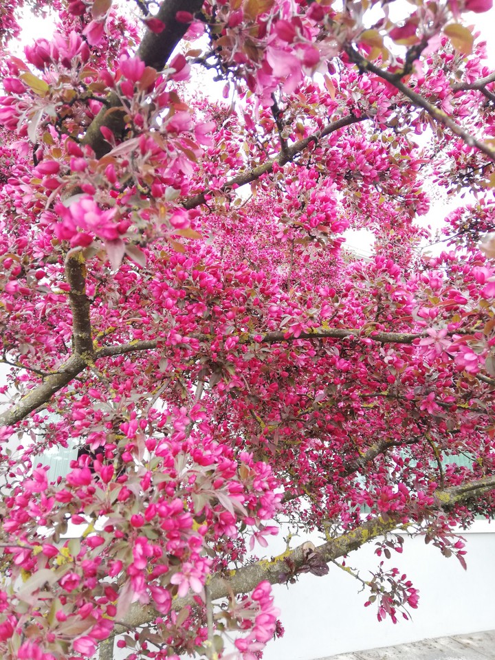 Spring