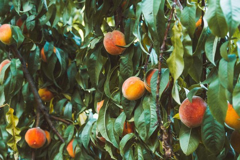 peaches