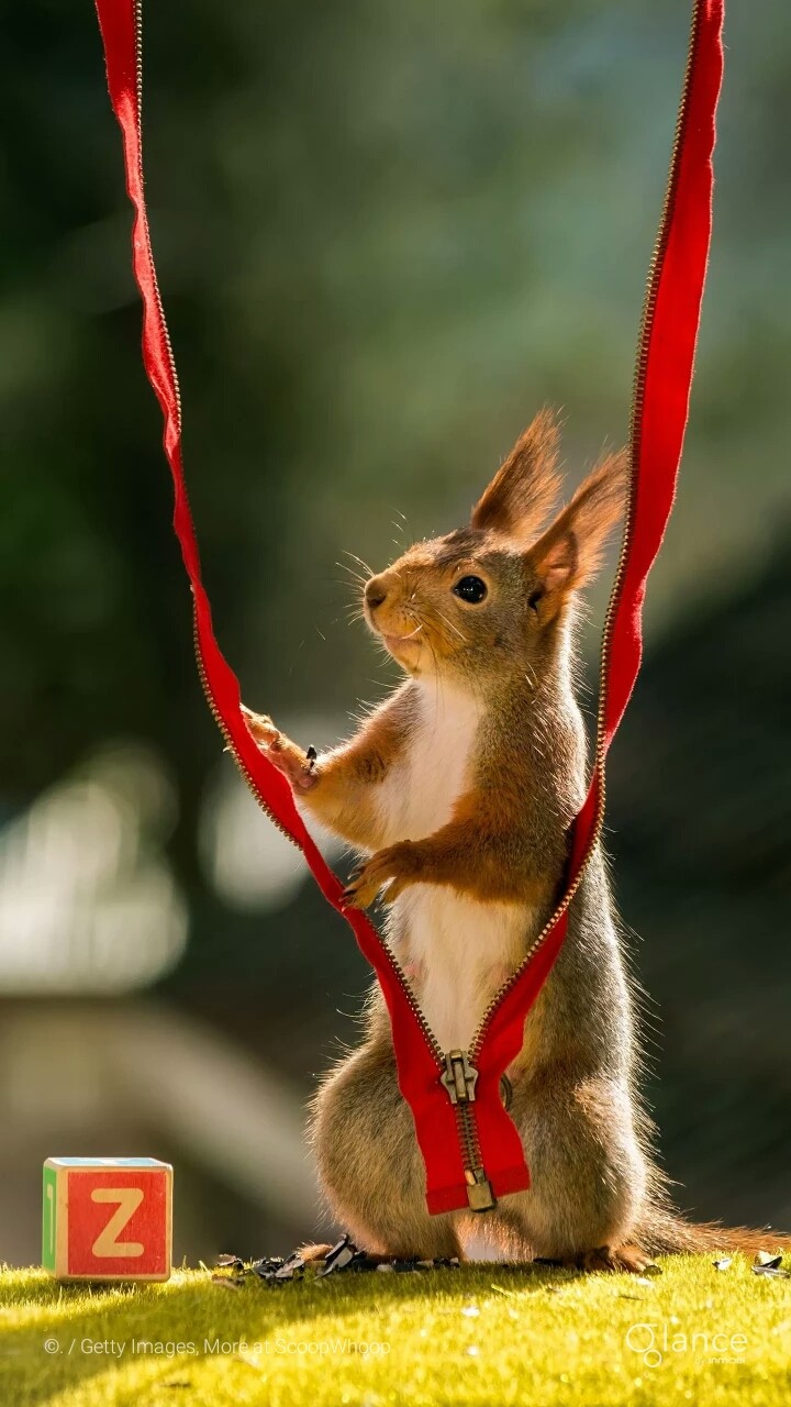 squirrel 