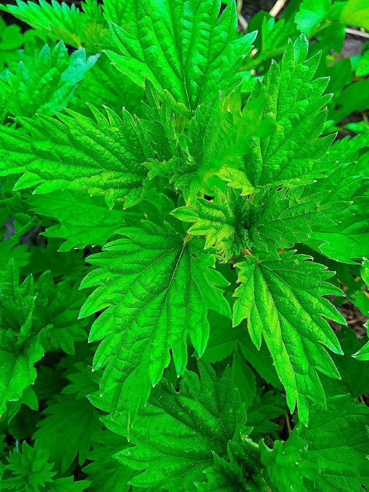 nettle