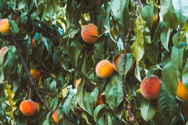 peaches