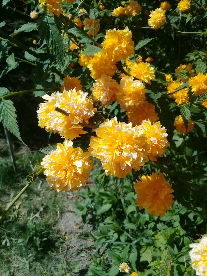 Flowers
