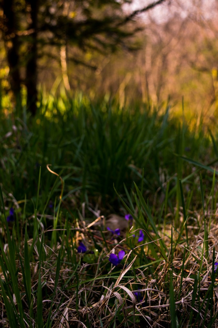 Spring