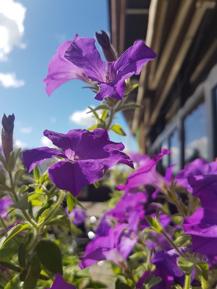 purple