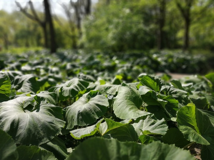 plants
