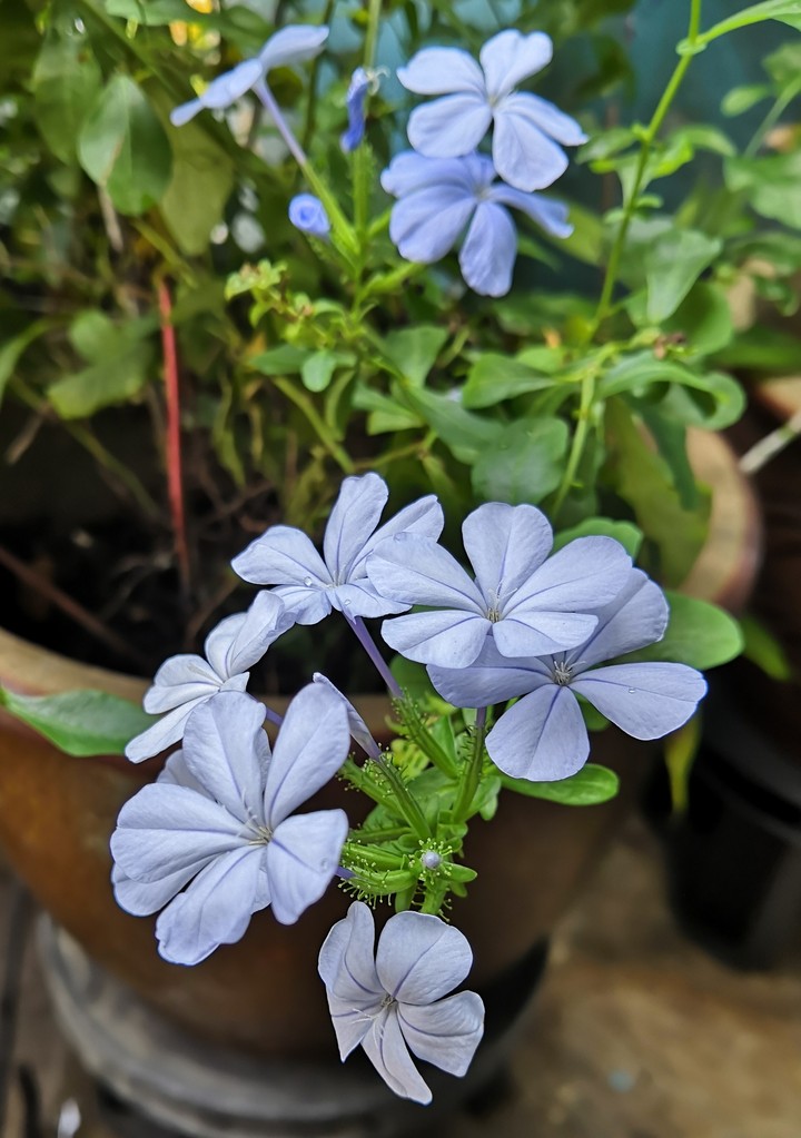 Flower with purple
