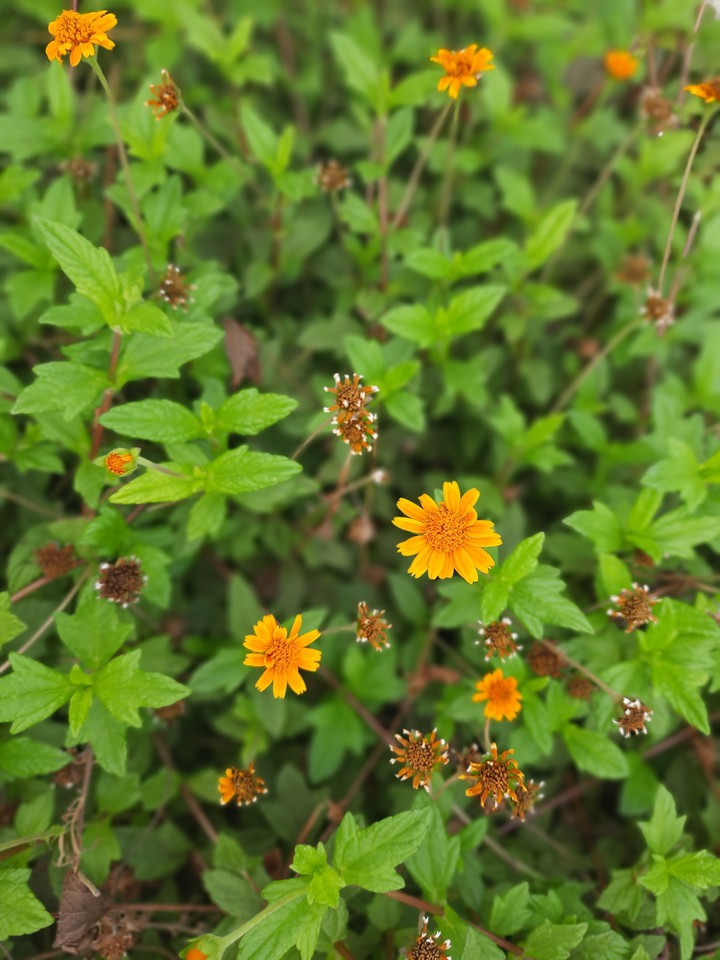 yellow flower ? focus