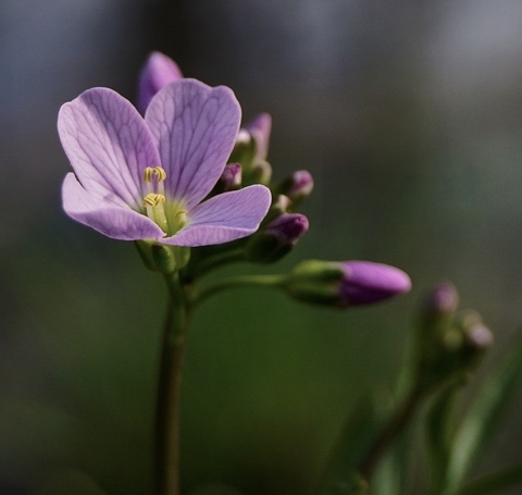 flower, petal achtergronden
