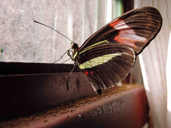 borboleta