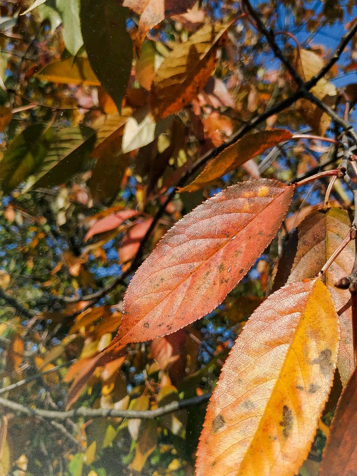 Autumn