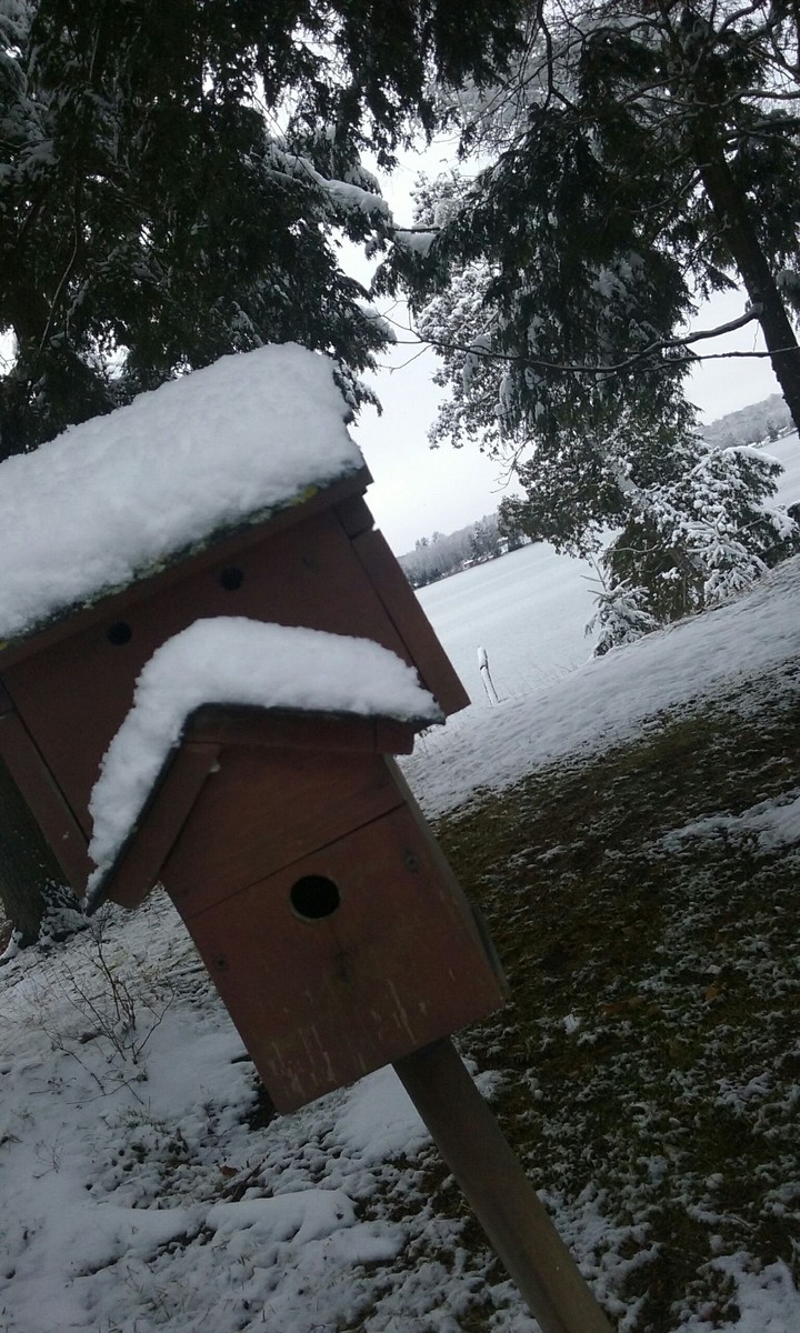 Birdhouse by Frozen Lake