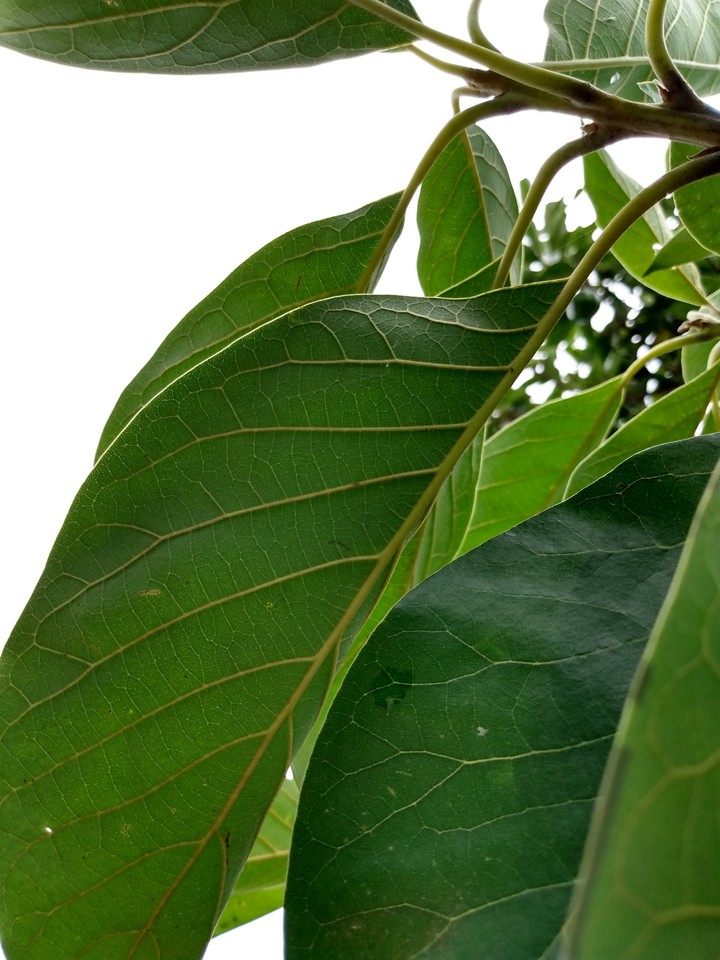 leaves