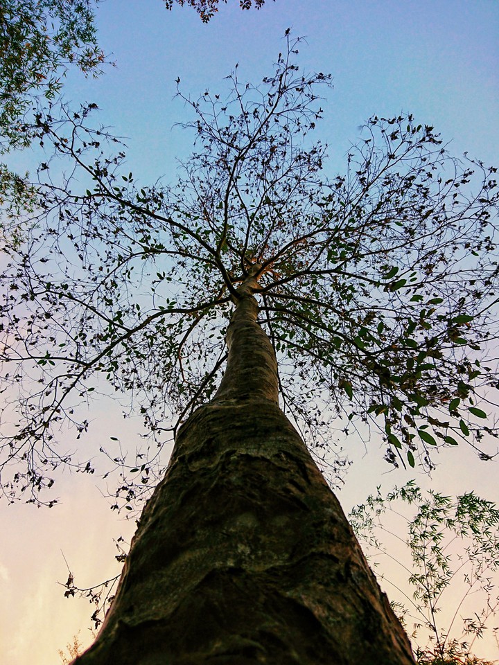 Tree - Vietnam