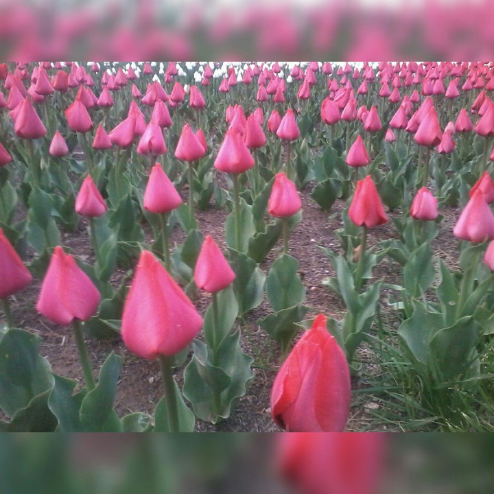 tulip