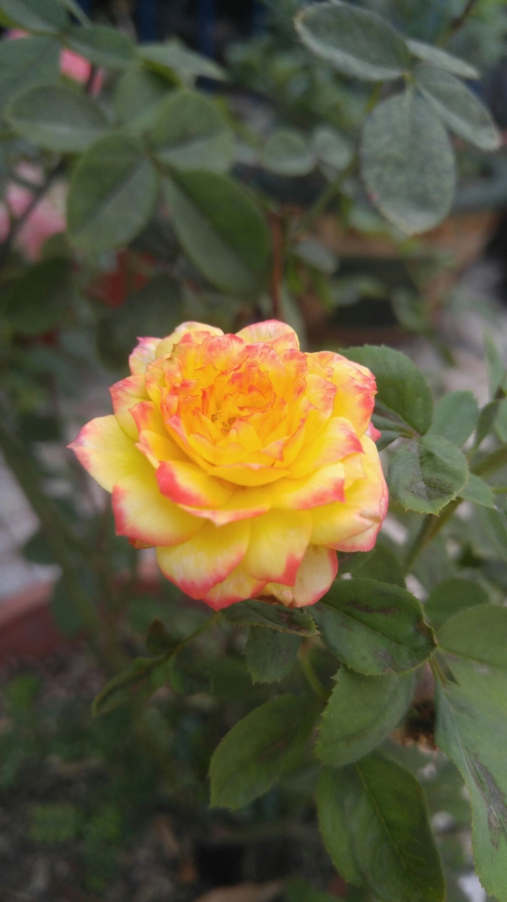 yellow rose