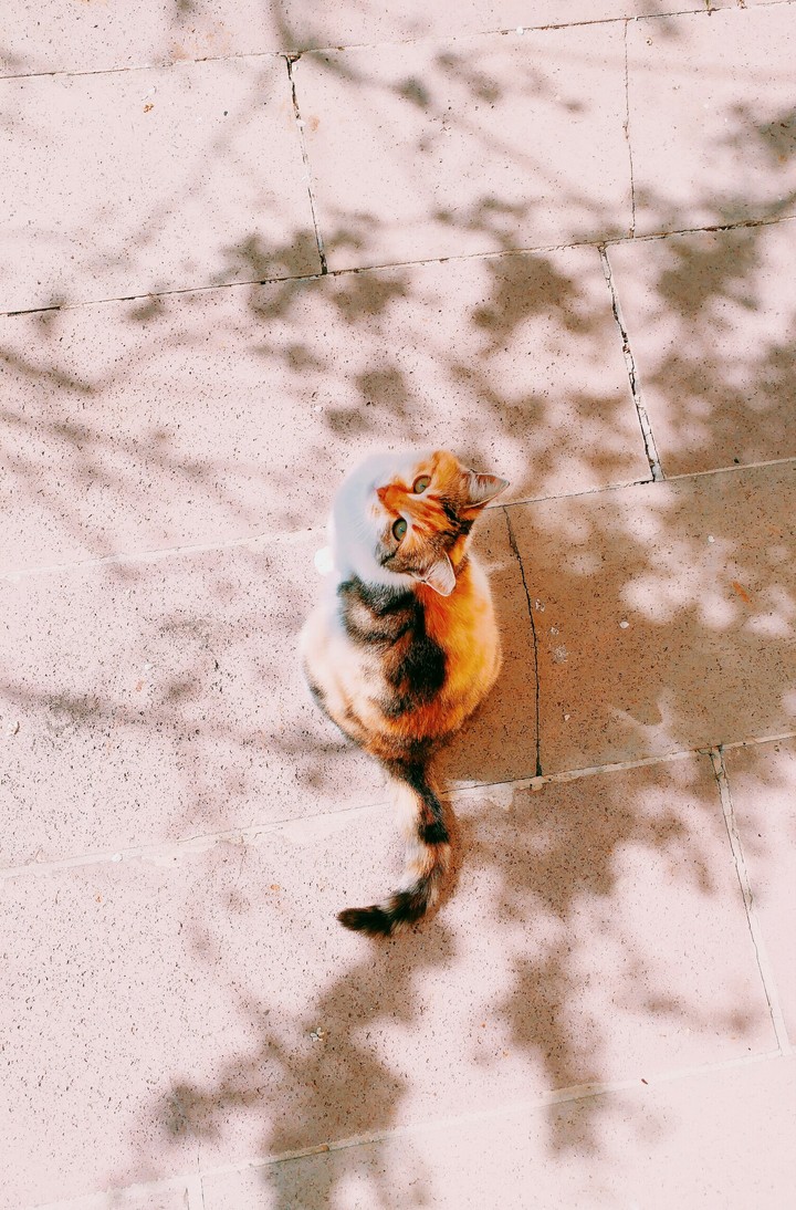 kitty