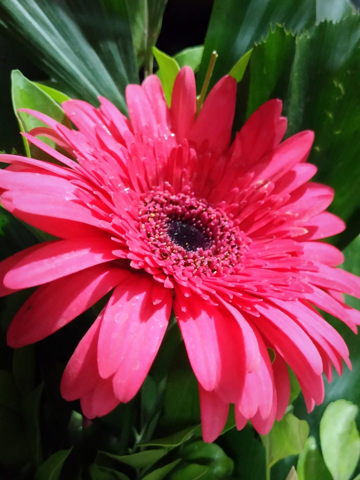 Gerbera Daisy