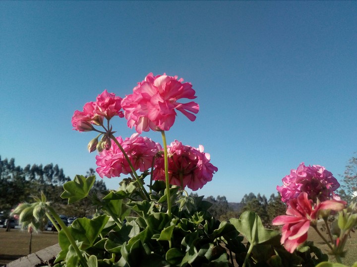 flores