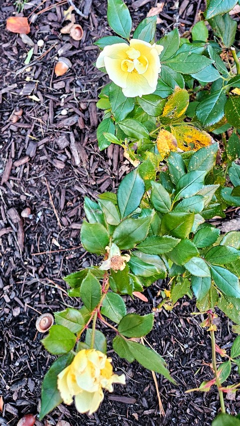 The Last of the Yellow Roses