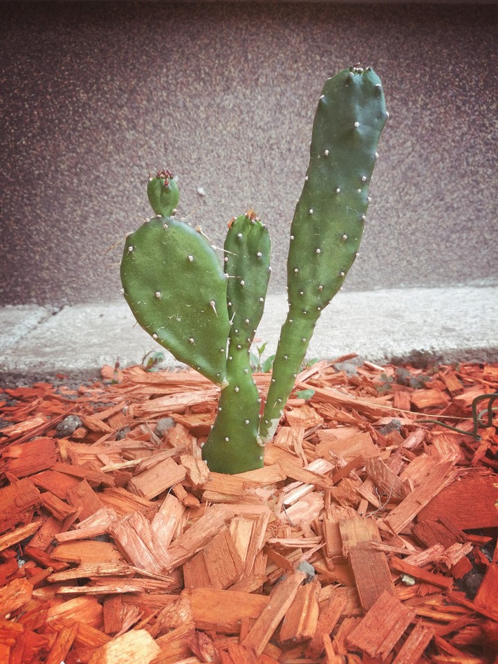 #natural #cactus