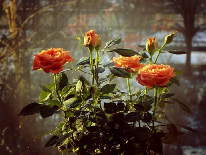 roses
